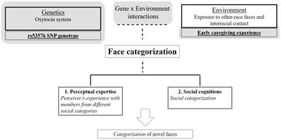 Gene–Environment Interactions in Face Categorization: Oxytocin Receptor Genotype x Childcare Experience Shortens Reaction Time